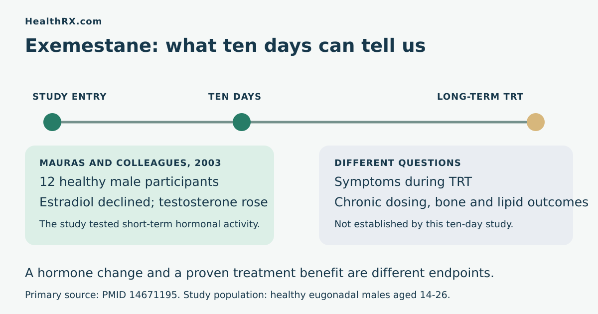 Study timeline distinguishing ten-day hormone changes in healthy young males from unestablished long-term outcomes during testosterone therapy.
