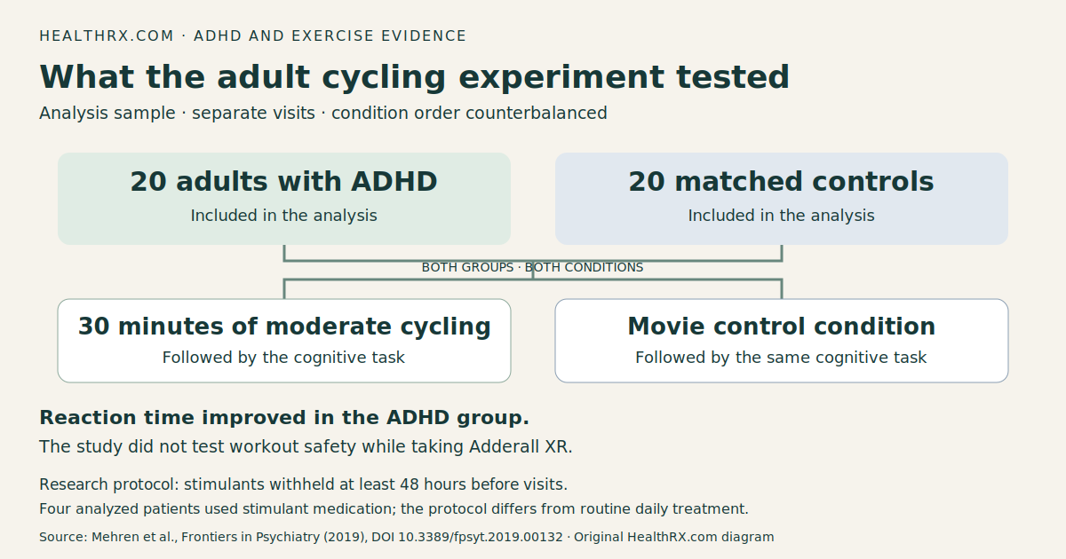 Mehren 2019 acute cycling study: 20 adults with ADHD and 20 controls analyzed; each group completed cycling and movie conditions. Stimulant withholding was part of the research protocol.