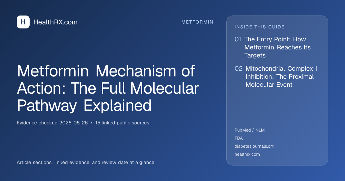 Evidence overview for metformin: Metformin Mechanism of Action: The Full Molecular Pathway Explained