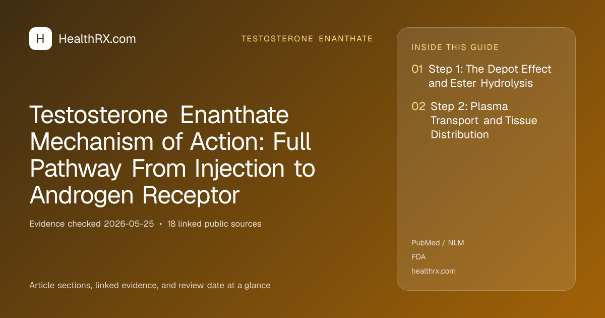 Evidence overview for Testosterone Enanthate Mechanism of Action: Full Pathway From Injection to Androgen Receptor