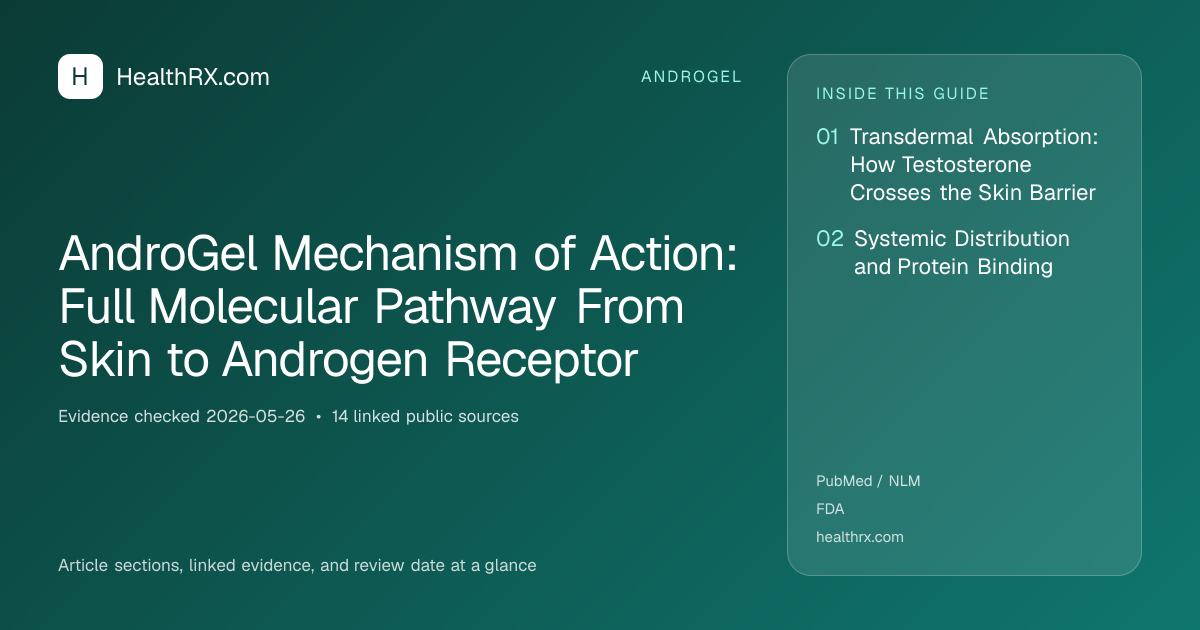 Evidence overview for AndroGel Mechanism of Action: Full Molecular Pathway From Skin to Androgen Receptor
