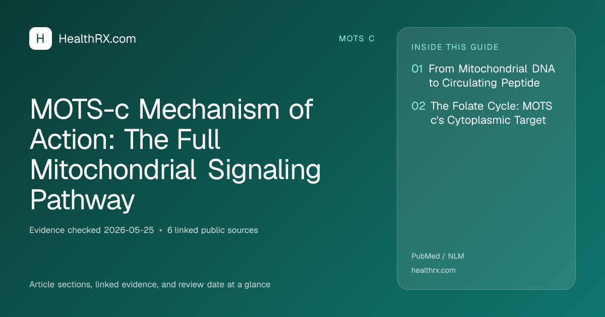 Evidence overview for MOTS-c Mechanism of Action: The Full Mitochondrial Signaling Pathway