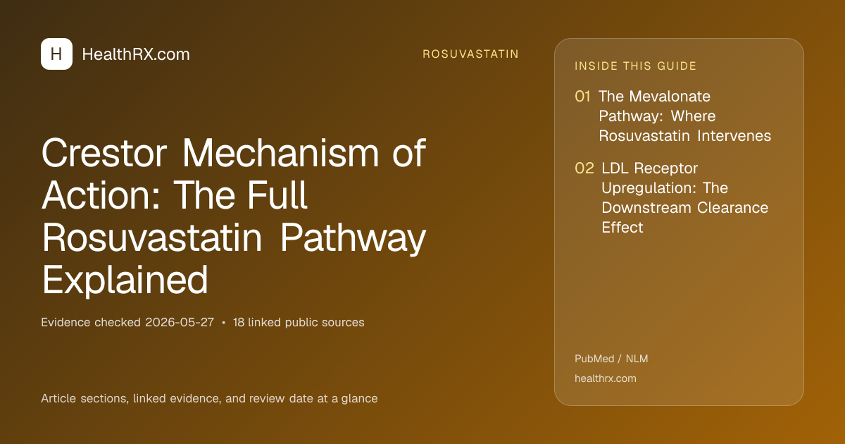 Evidence overview for Crestor Mechanism of Action: The Full Rosuvastatin Pathway Explained