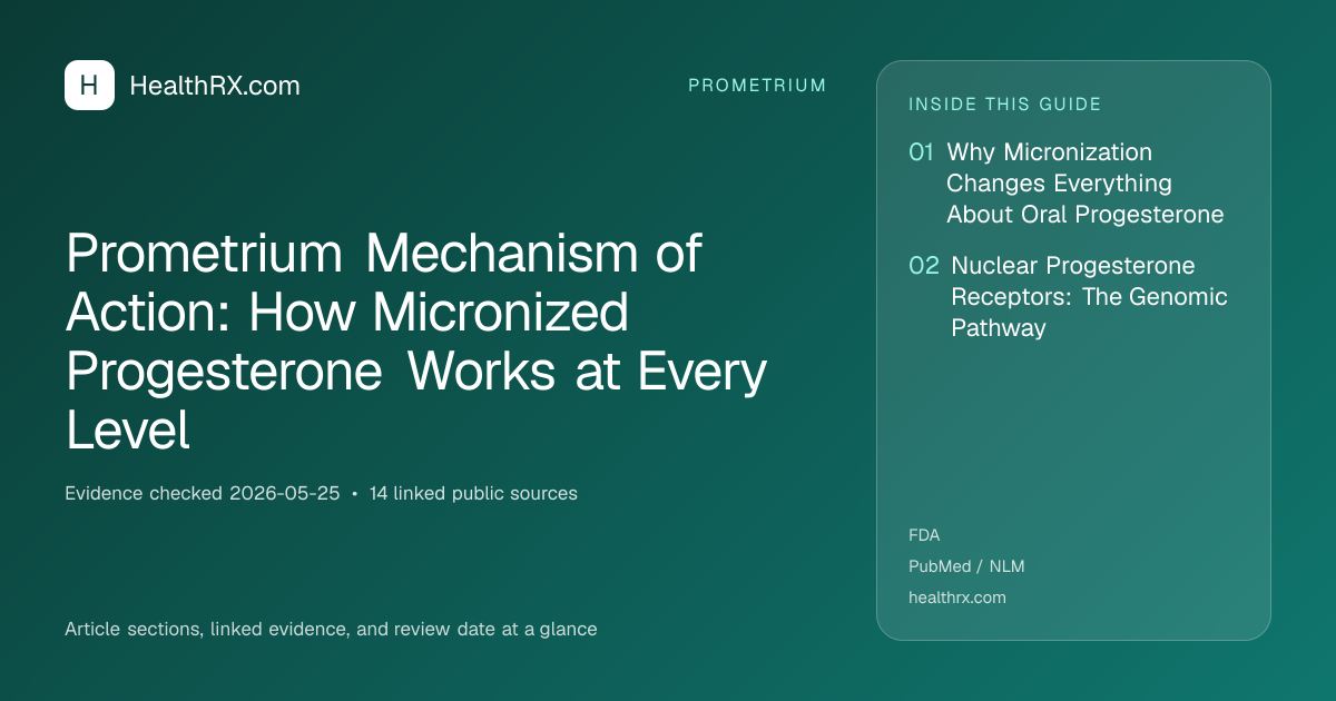 Evidence overview for Prometrium Mechanism of Action: How Micronized Progesterone Works at Every Level
